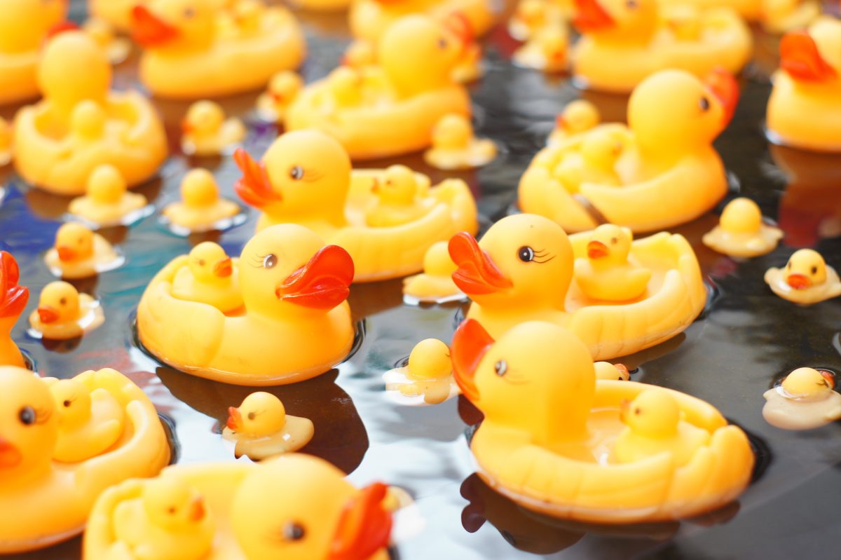 duck race